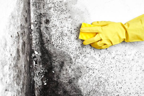 Best White Mold Remediation in Lake Caroline, VA