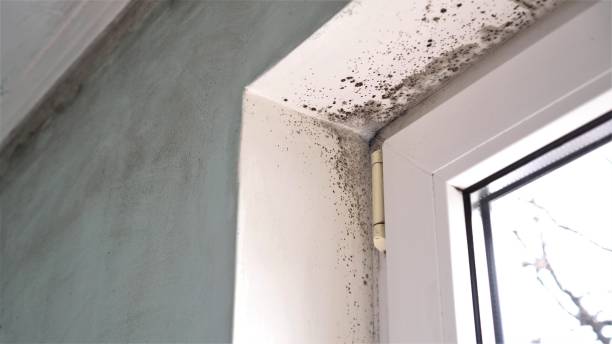 Best Commercial Mold Remediation in Lake Caroline, VA