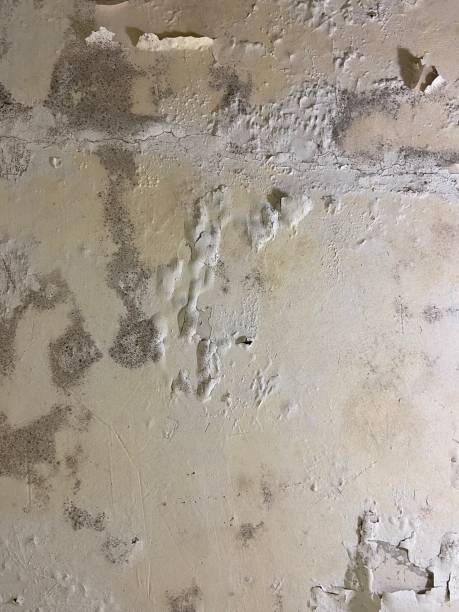 Best DIY Mold Remediation Support Services in Lake Caroline, VA