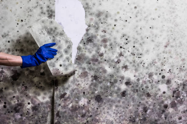 Best Residential Mold Remediation in Lake Caroline, VA