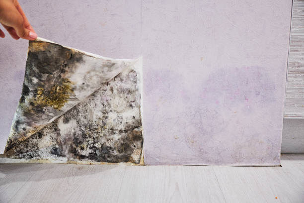 Best Residential Mold Remediation in Lake Caroline, VA